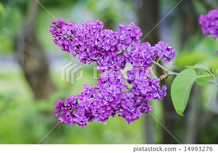 Spring lilac flowers 14993276