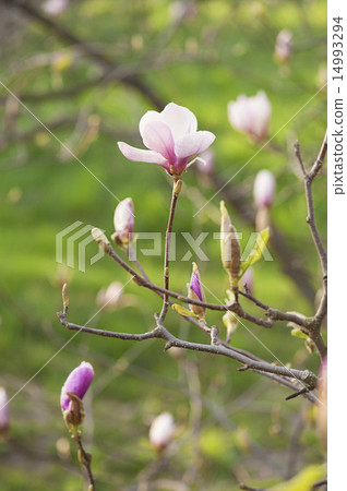 Magnolia flowers Magnolia flowers 14993294