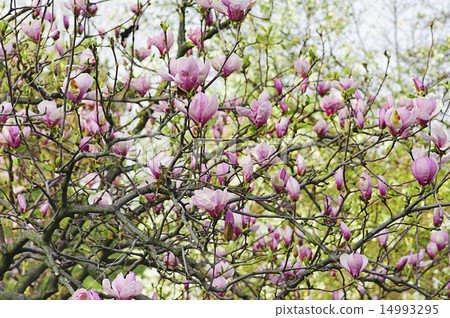 Magnolia flowers 14993295