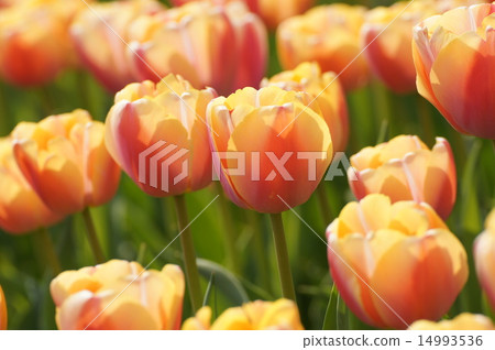 明石海峽公園淡路花卷鬱金香場 14993536