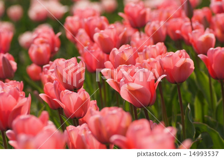 明石海峽公園2015鬱金香場粉紅色 14993537