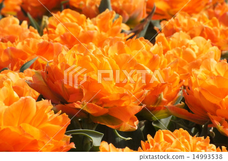 Akashi Kaikyo Park Tulip Double Floral Orca 14993538