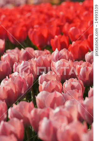 Akashi Kaikyo Park Awaji Hanamaki Tulip Field Pink Red 14993539