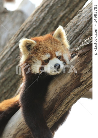 Lesser panda 14993783