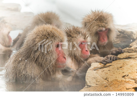 Osaru站在浴溫泉里，一隻猴子和雪 14993809