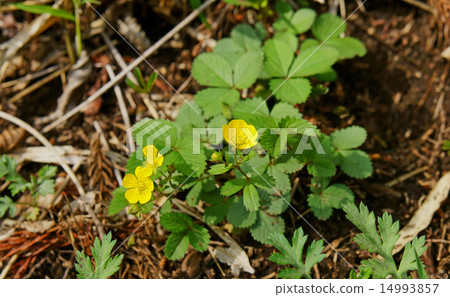 Flower of Hevy Strawberry Flower of Hevy Strawberry 14993857