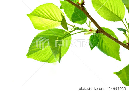 新綠色圖像（萌黃色） 14993933