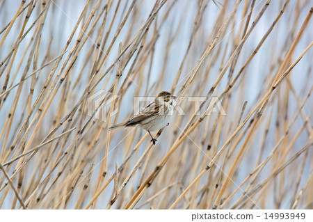 Female of Aojulin Female of Aojulin 14993949