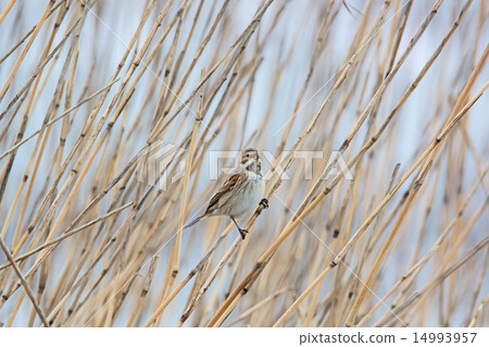 Female of Aojulin Female of Aojulin 14993957