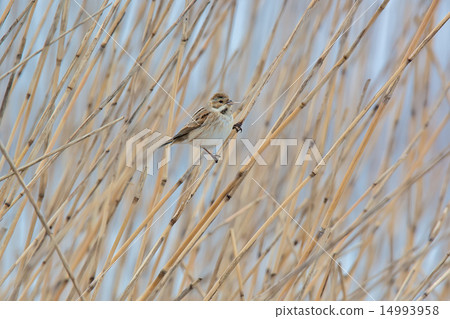 Female of Aojulin Female of Aojulin 14993958