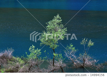 Fresh green Treasure Lake 1 14994156