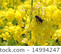 蜜蜂和強姦開花 14994247