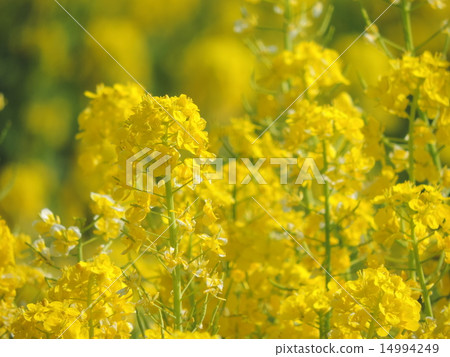 油菜田 14994249