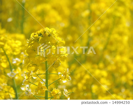 強姦開花 14994250