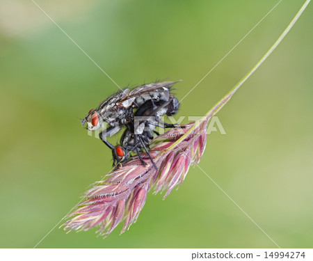 flies 14994274