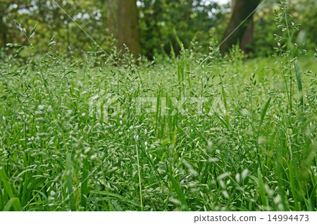 Sparrow noodles 14994473