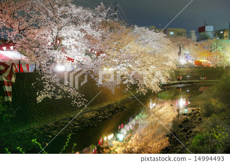 廣島大橋和觀音橋之間的橫濱大岡河在夜櫻花 廣島大橋和觀音橋之間的橫濱大岡河在夜櫻花 14994493