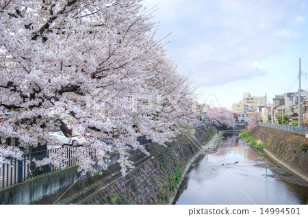 Cherry blossom from Yokohama Ooka River Hanami Bridge toward Kannon Bridge Cherry blossom from Yokohama Ooka River Hanami Bridge toward Kannon Bridge 14994501