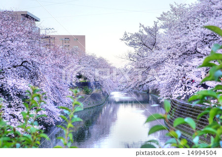 Landscape Of Yokohama City With Sakura Cherry Blossom, Japan Stock