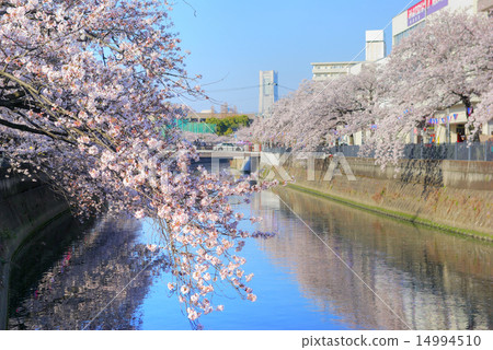 橫濱大岡河牧田橋和Iogogaya橋之間的櫻花 14994510
