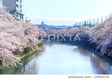 從橫濱大岡河清水橋到Idoigaya橋方向的櫻花 14994516