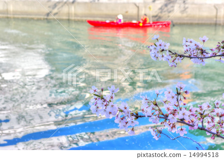 Yokohama Ooka River Sakura and a canoe going down a river 14994518