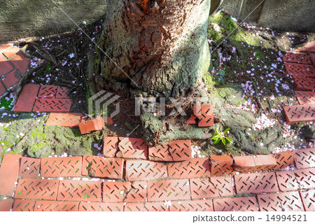 由於街道樹木的根部對人行道造成的損壞 14994521