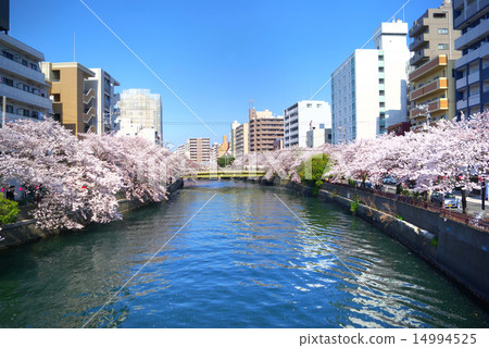 Cherry blossom trees from Yokohama Ooka River Shirogane Bridge towards Eiji bridge 14994525