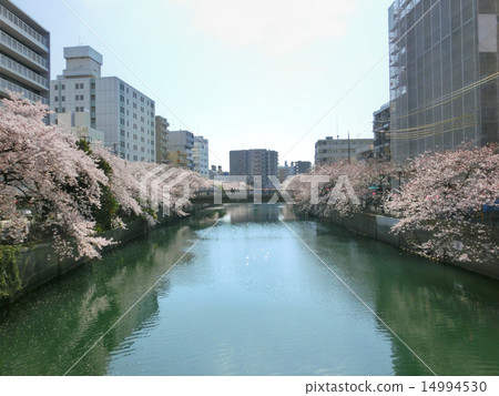 橫濱大岡河櫻花樹從大田橋往Eiji橋 14994530