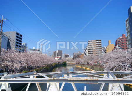 從大田橋到Sueyoshi橋的橫濱大岡河櫻花樹 14994531