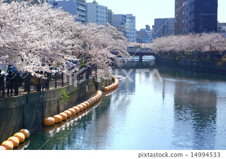 Yokohama Oooka River From Sueyoshi Bridge to Ota Bridge direction Cherry blossom trees 14994533