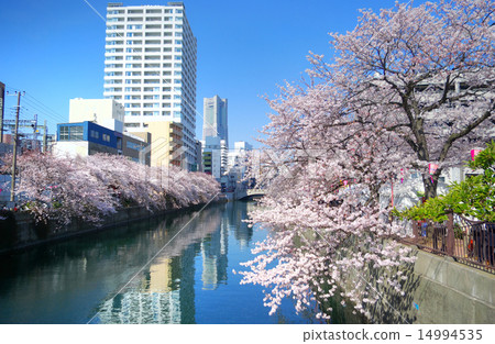 橫濱大岡河櫻花樹從朝日橋向長岡方向 14994535