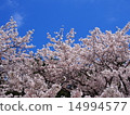 藍天和櫻花 14994577