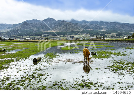 Asoya and red cattle 14994630