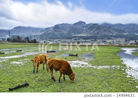 Asoya and red cattle 14994631