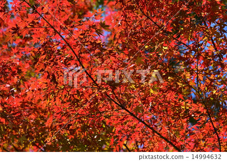 Autumn leaves Autumn leaves 14994632