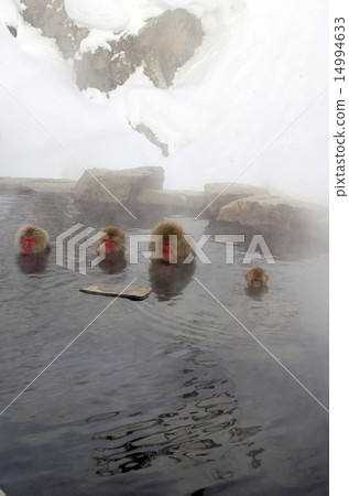 A monkey entering a hot spring 14994633