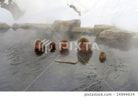 A monkey entering a hot spring A monkey entering a hot spring 14994634