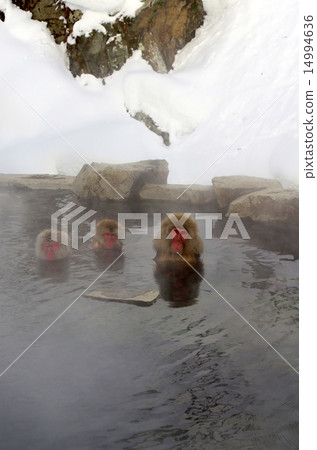 A monkey entering a hot spring 14994636