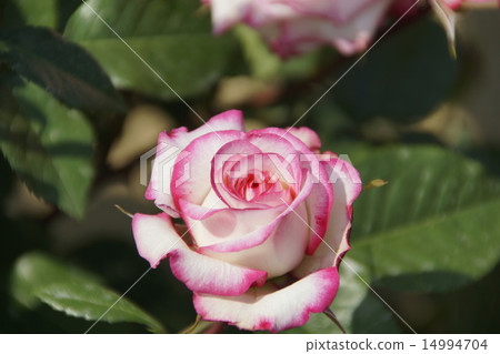 Rose Menuet 14994704