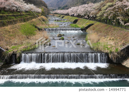 Miyagino Hayakawa櫻花在銀行 Miyagino Hayakawa櫻花在銀行 14994771