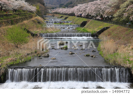 Miyagino Hayakawa櫻花在銀行 Miyagino Hayakawa櫻花在銀行 14994772