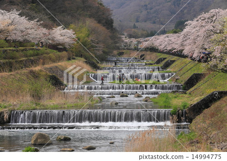 Miyagino Hayakawa櫻花在銀行 Miyagino Hayakawa櫻花在銀行 14994775
