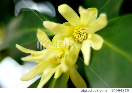 四季見花 四季見花 14994879