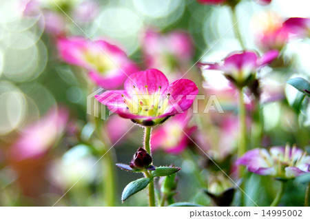 Sea cucumber Sea cucumber 14995002