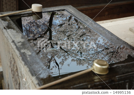 反射櫻桃強光 14995136