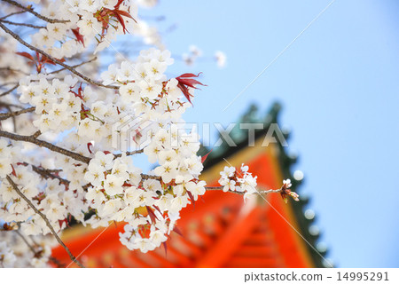 Sakura in right near 14995291