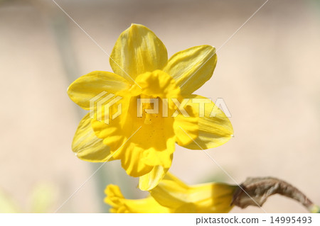 水仙花Obvalaris 14995493