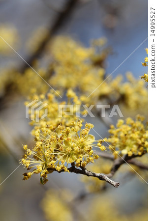 山茱萸 山茱萸 14995527