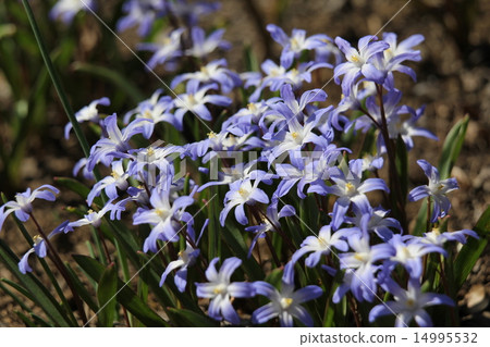 Thionye Doxa Rusilier Blue Cheyanth 14995532